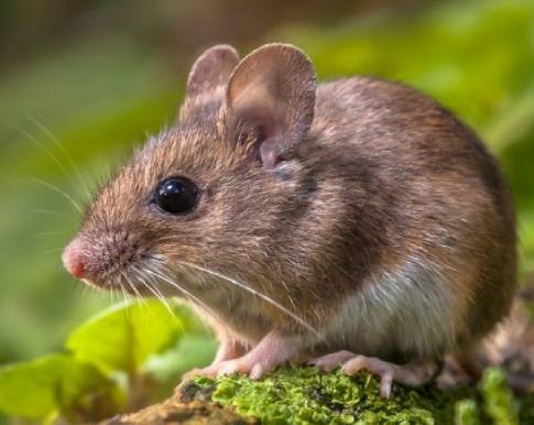 rat-removal