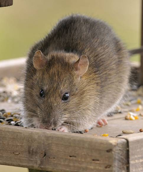 urgent_rat_extermination