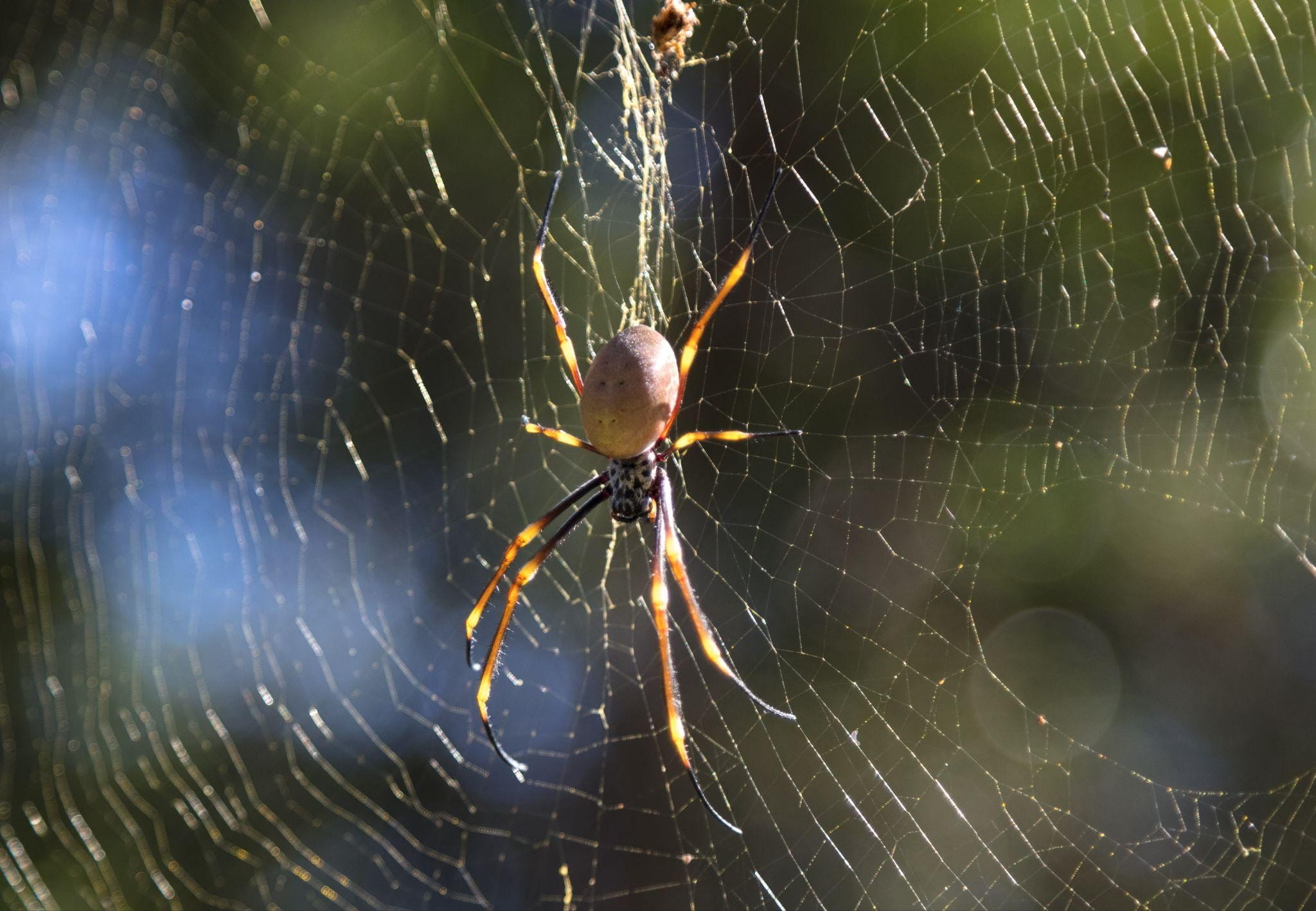 How to Prevent Pest Problems in Autumn