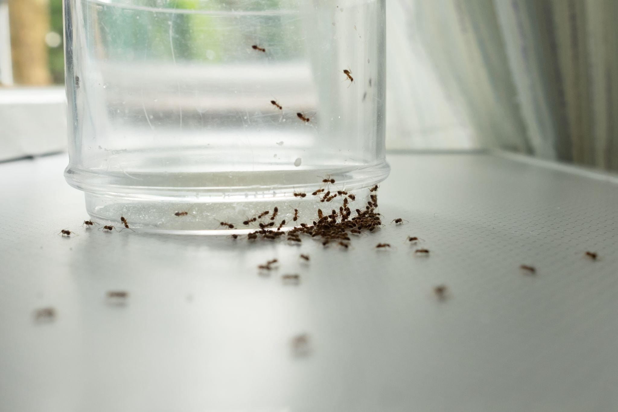 Why Pest Activity Increases in Autumn