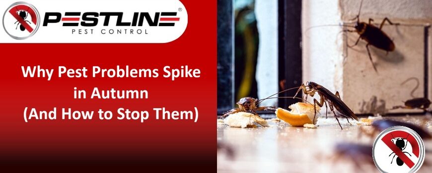 Why Pest Problems Spike in Autumn (And How to Stop Them)