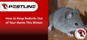 How to Keep Rodents Out of Your Home in Winter Season