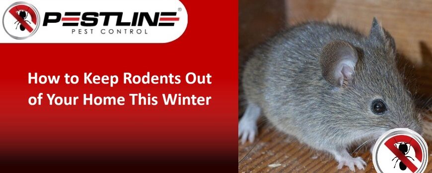How to Keep Rodents Out of Your Home in Winter Season